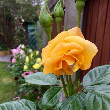 Rose