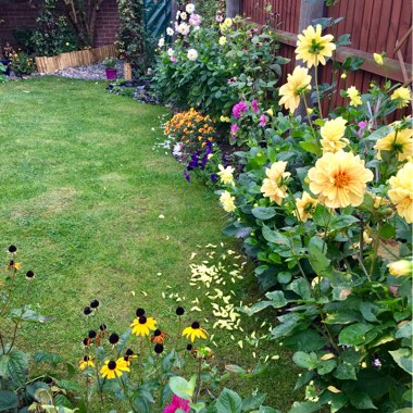 Sharon's garden