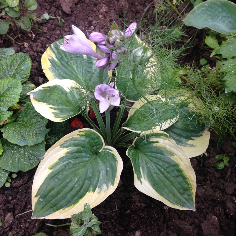 plant image 26571
