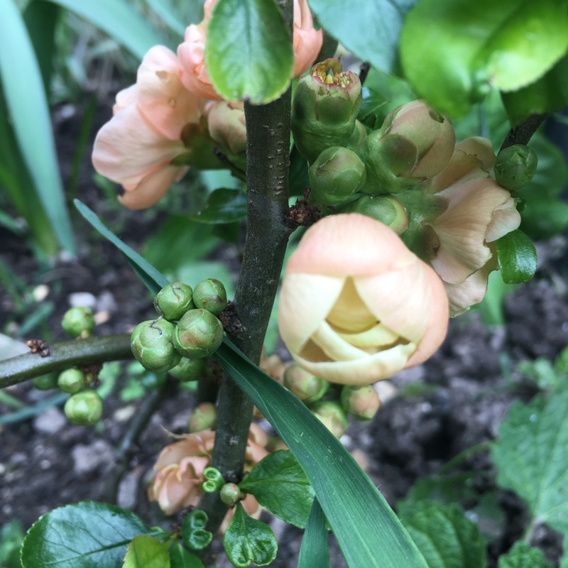 Plant image Chaenomeles speciosa 'Geisha Girl' syn. Chaenomeles japonica 'Geisha Girl'
