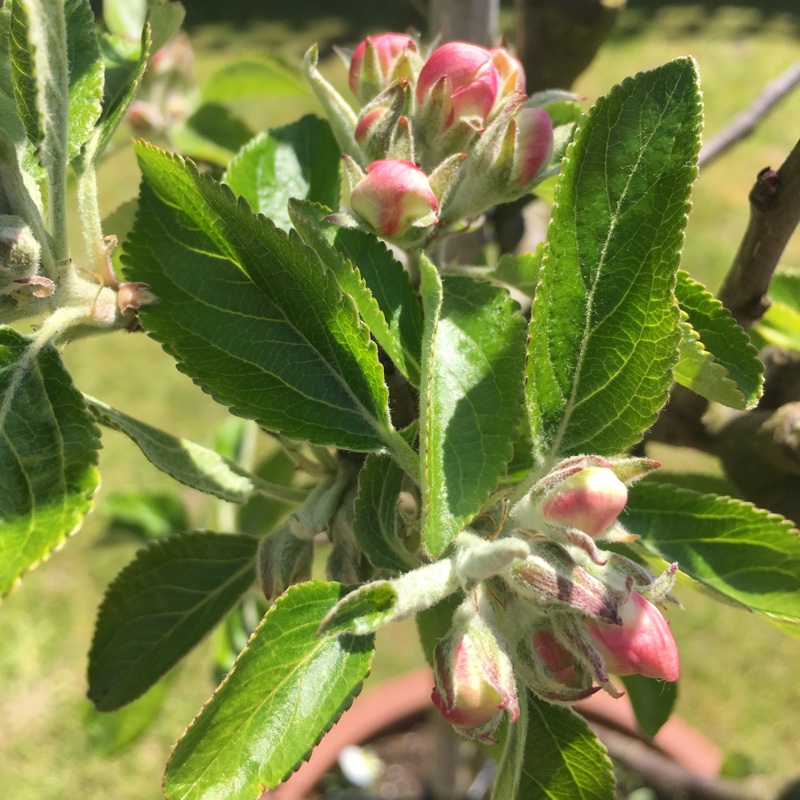 Plant image Malus domestica 'Cox's Orange Pippin'