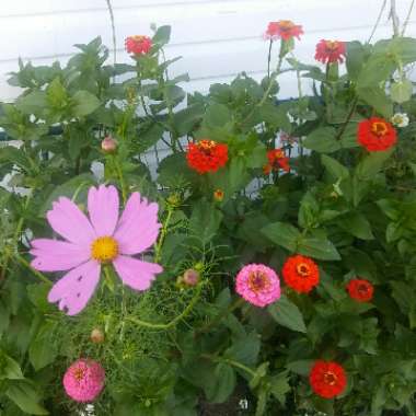 Zinnia