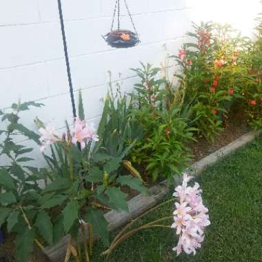 Kylah's garden