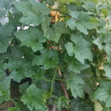 Gourd