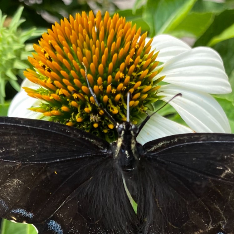 plant image 1377660