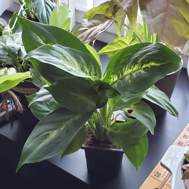 plant image 1172852
