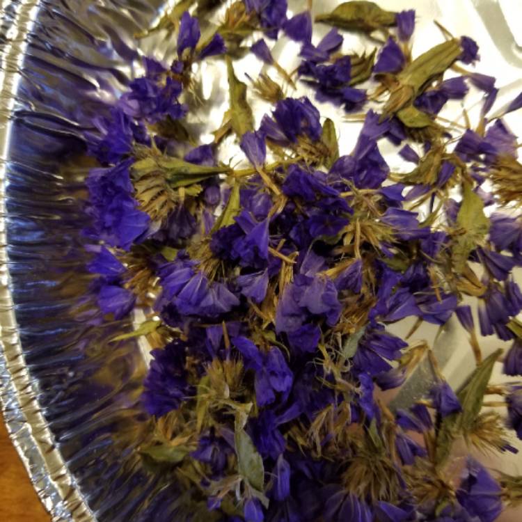 plant image 752529