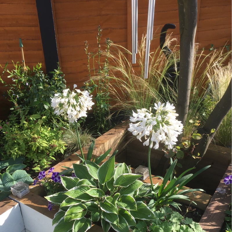 plant image 2762