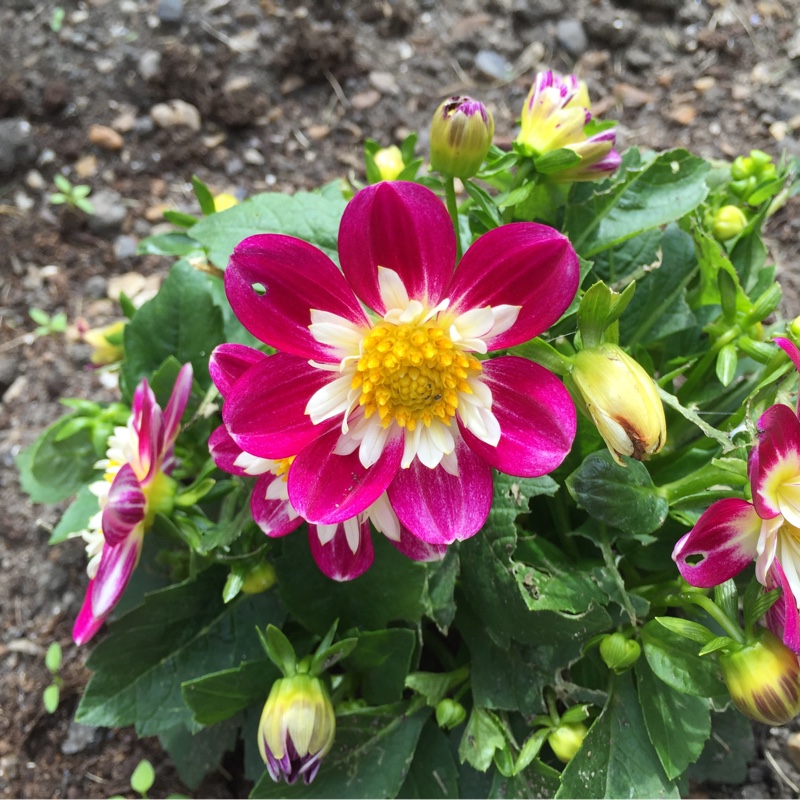 Plant image Dahlia 'Dahlietta Becky' (Dahlietta Series) syn. Dahlia 'Dahlietta Surprise Becky'
