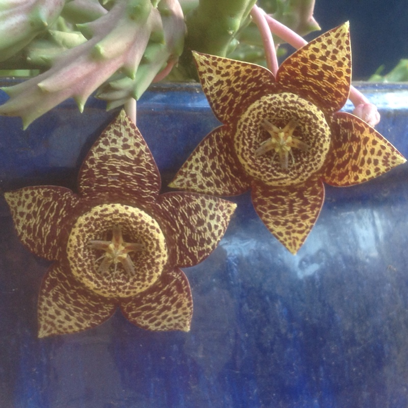 Stapelia gigantea