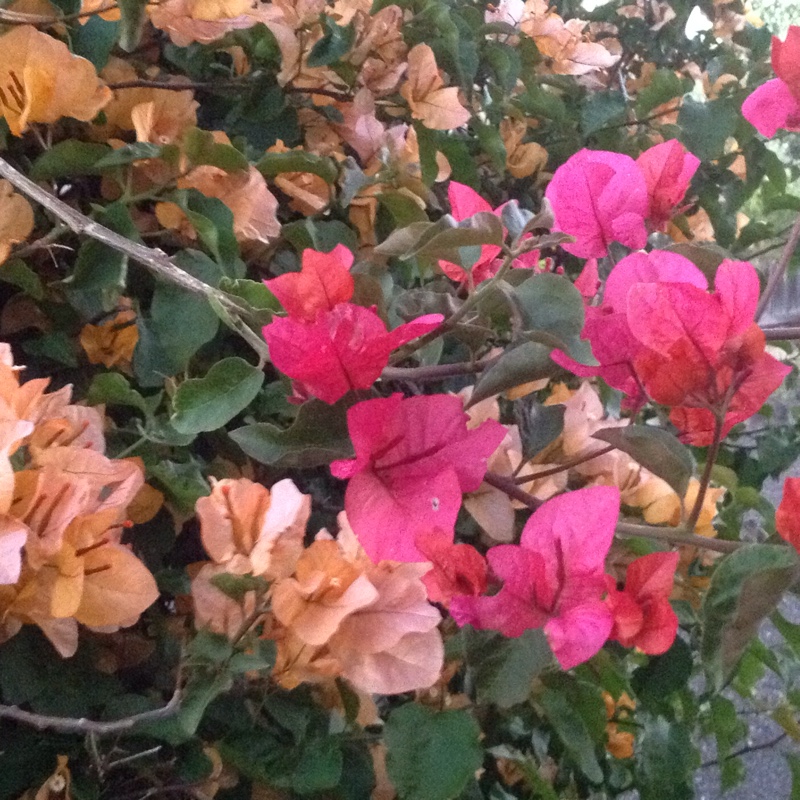 plant image 58003