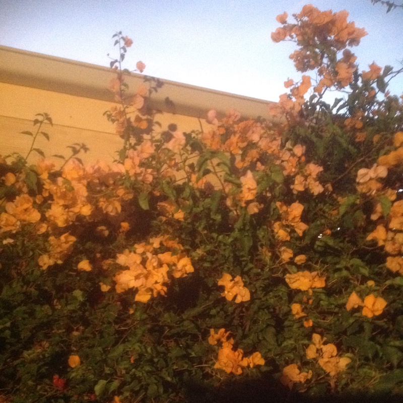 Bougainvillea