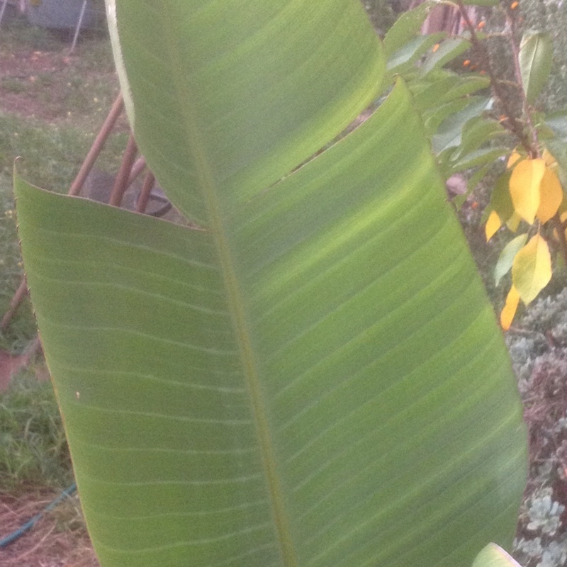 Silvana's garden