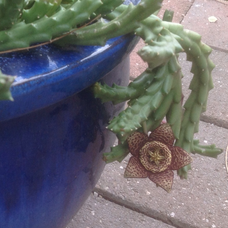 plant image 94070