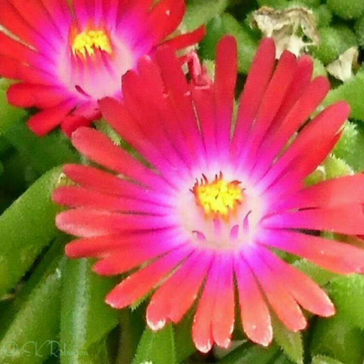 My Image 33