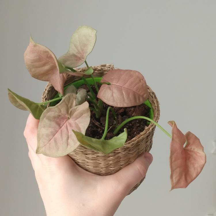 Plant image Syngonium 'Neon'
