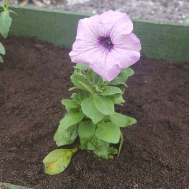 Petunia