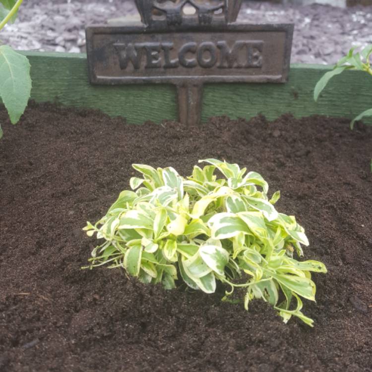 plant image 404398