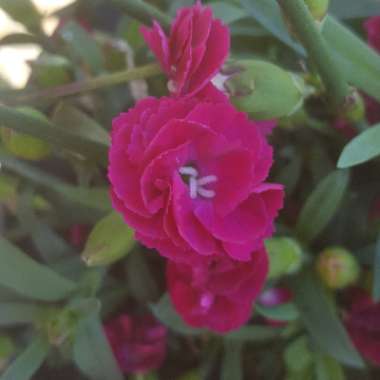Pink 'Sherbet'