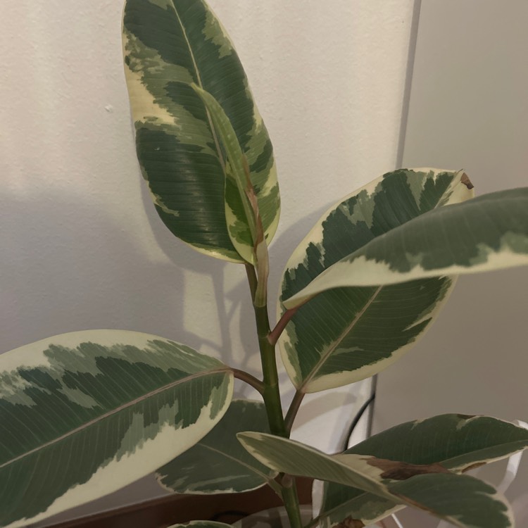 Plant image Ficus elastica 'Abidjan'
