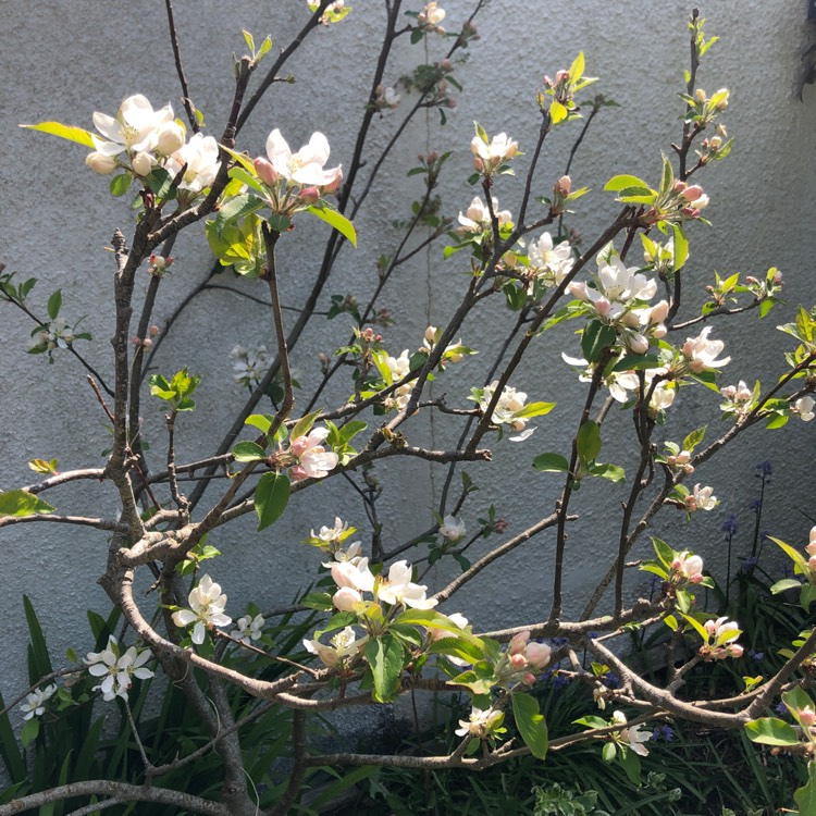 Plant image Malus domestica 'Bardsey'