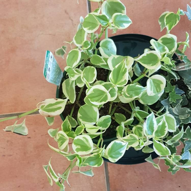 Peperomia Scandens Variegated plant Cupid Peperomia Plant Indoor