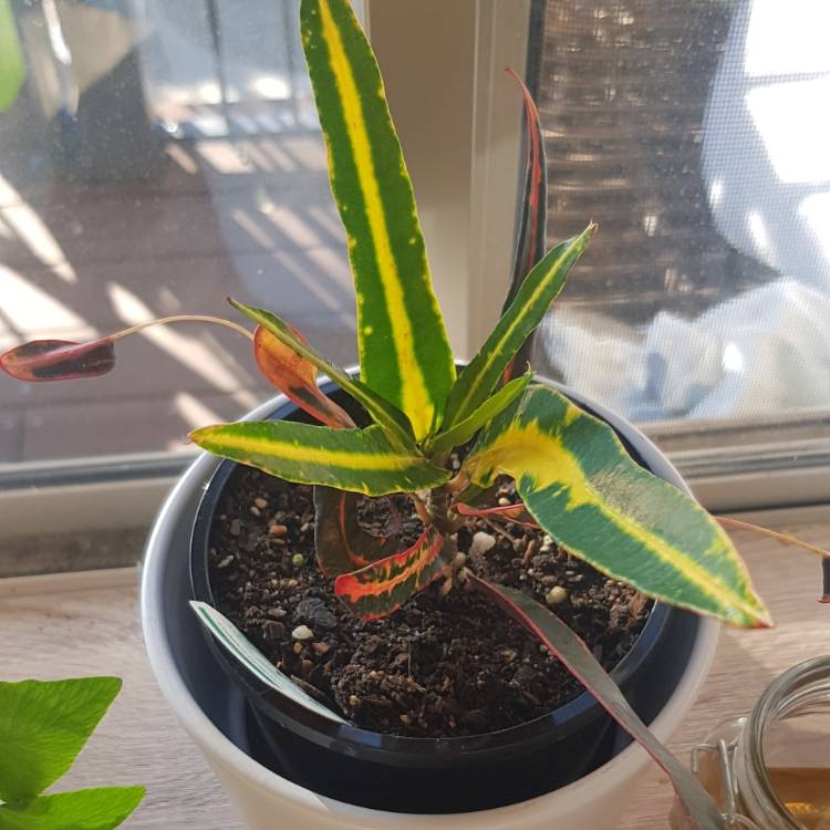 Plant image Codiaeum variegatum 'Zanzibar'
