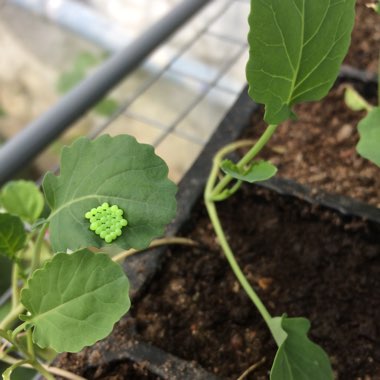 Brassica oleracea (Acephala Group)