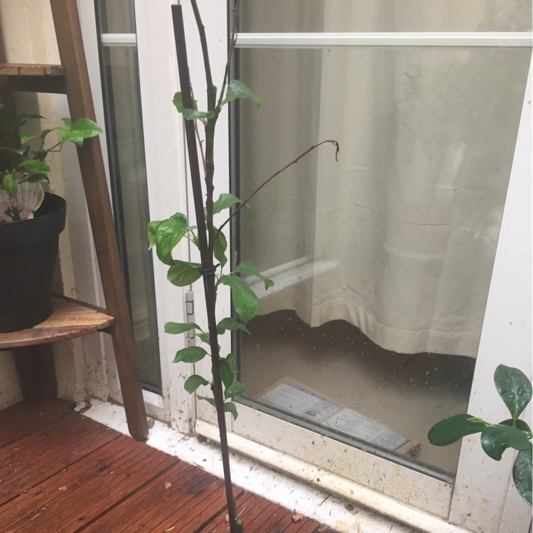 plant image 212952