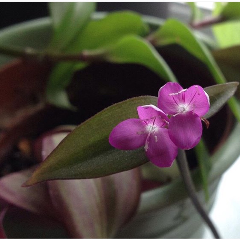 Plant image Tradescantia 'Outdoor plants'