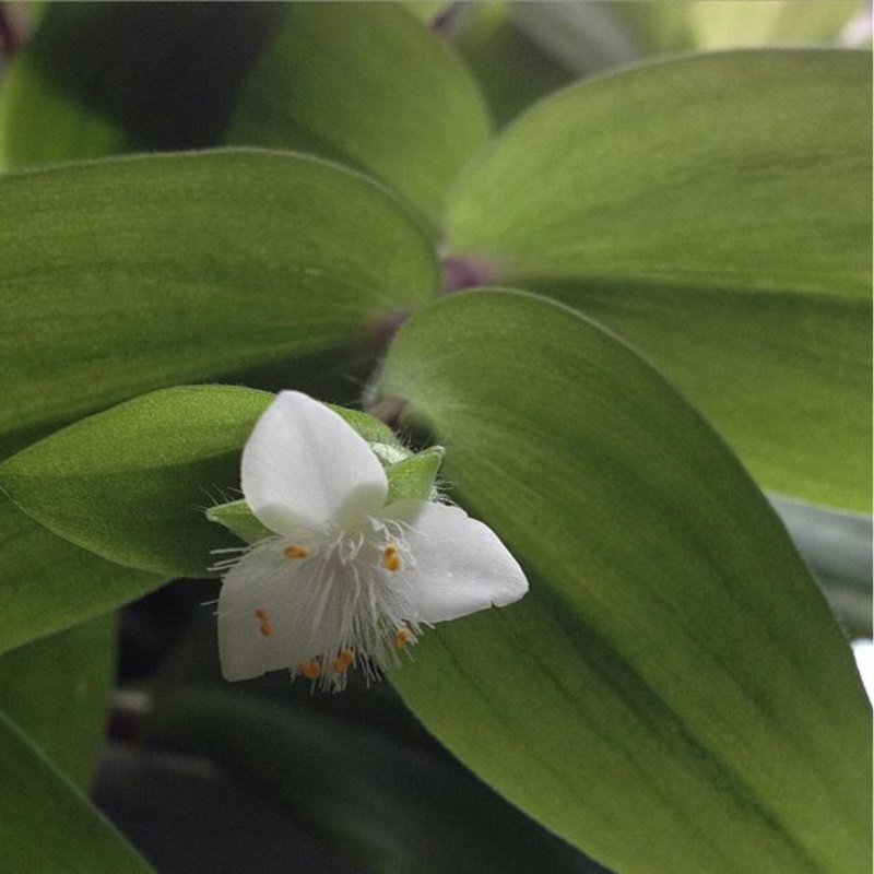 plant image 20641
