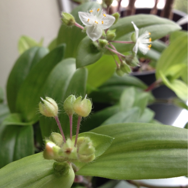 plant image 21889