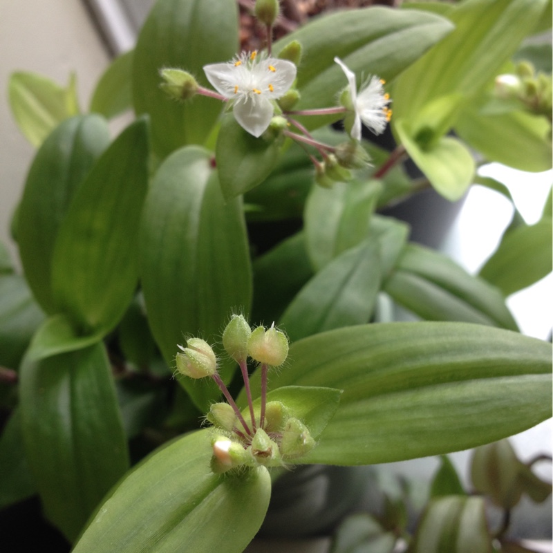 plant image 21894