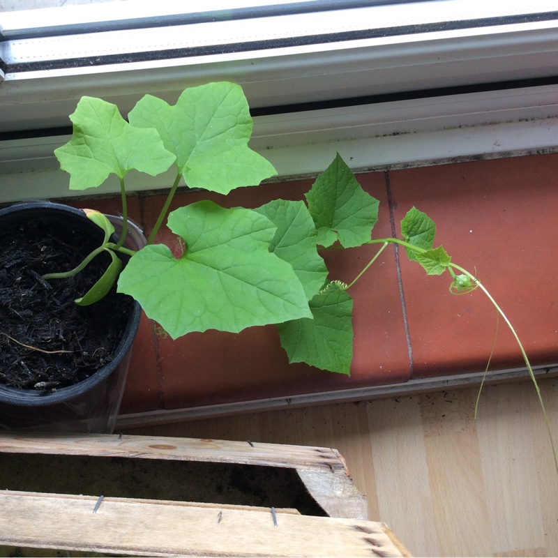 Luffa acutangula