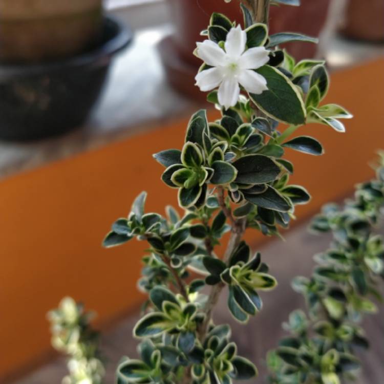 Plant image Serissa japonica (formerly Serissa foetida) var. 'Snowleaves'
