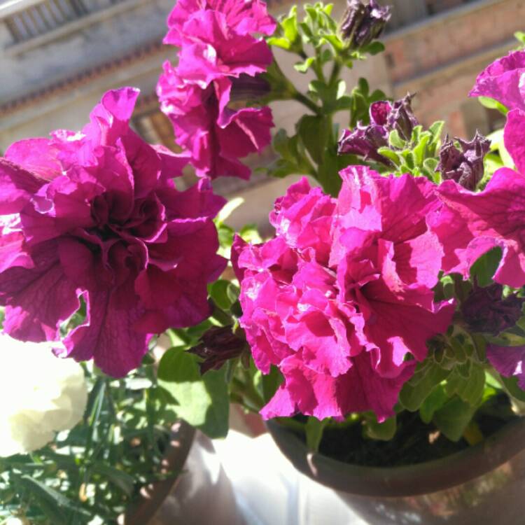 Plant image Petunia 'Purple Passion'