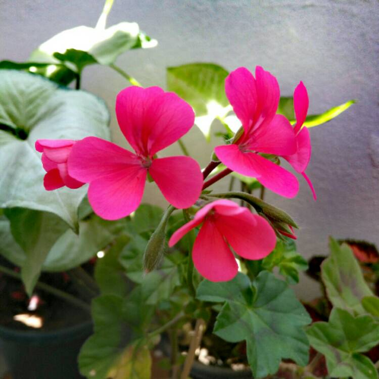 Plant image Pelargonium 'Pacneon' syn. Pelargonium 'Neona'