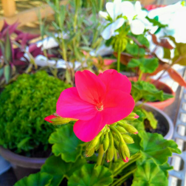 Plant image Pelargonium 'Pacneon' syn. Pelargonium 'Neona'