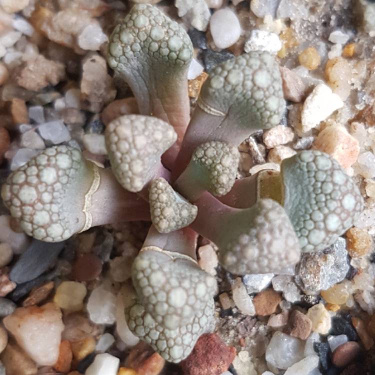 Plant image Titanopsis Fulleri
