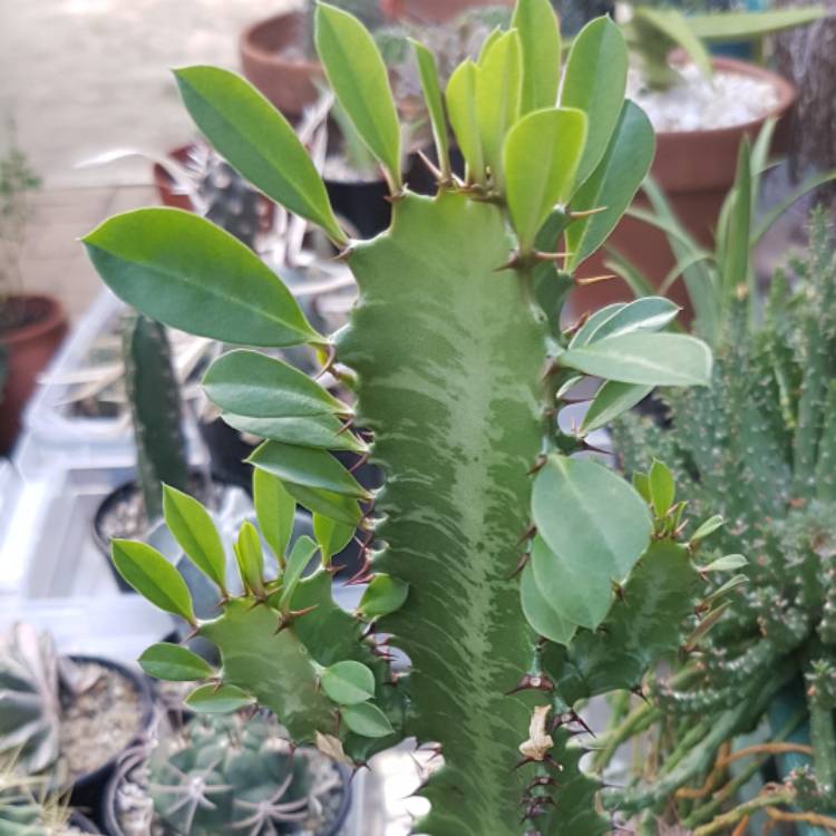 plant image 597423