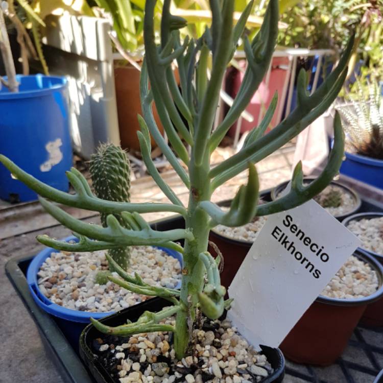 Plant image Senecio 'Elk Horns'