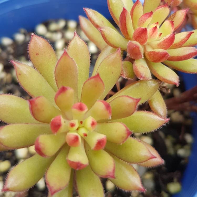 Plant image Echeveria Spruce Oliver