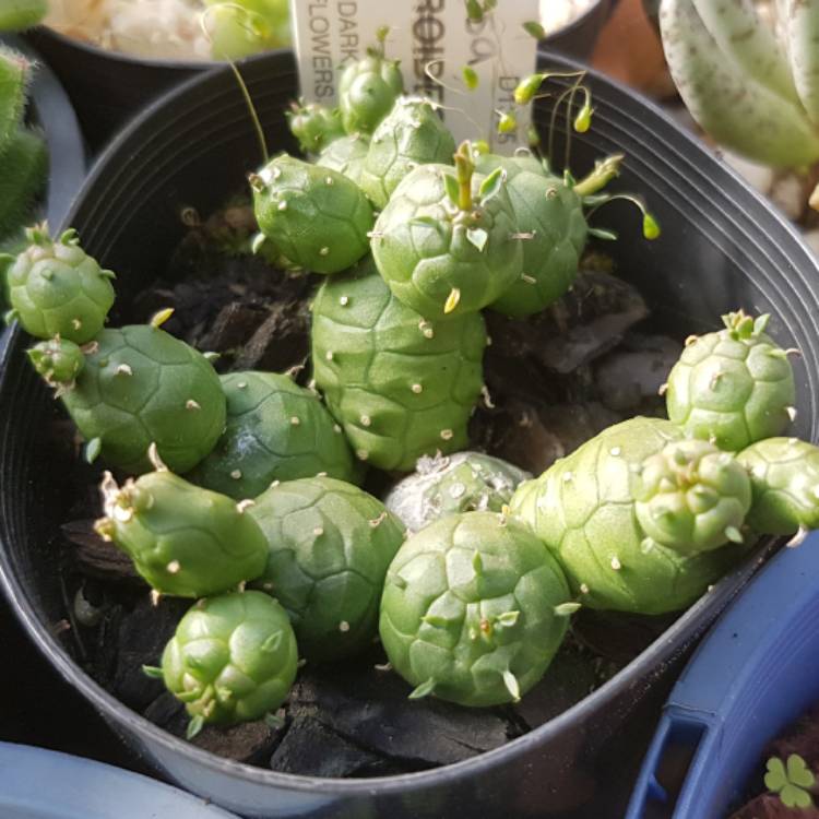 Plant image Euphorbia globosa