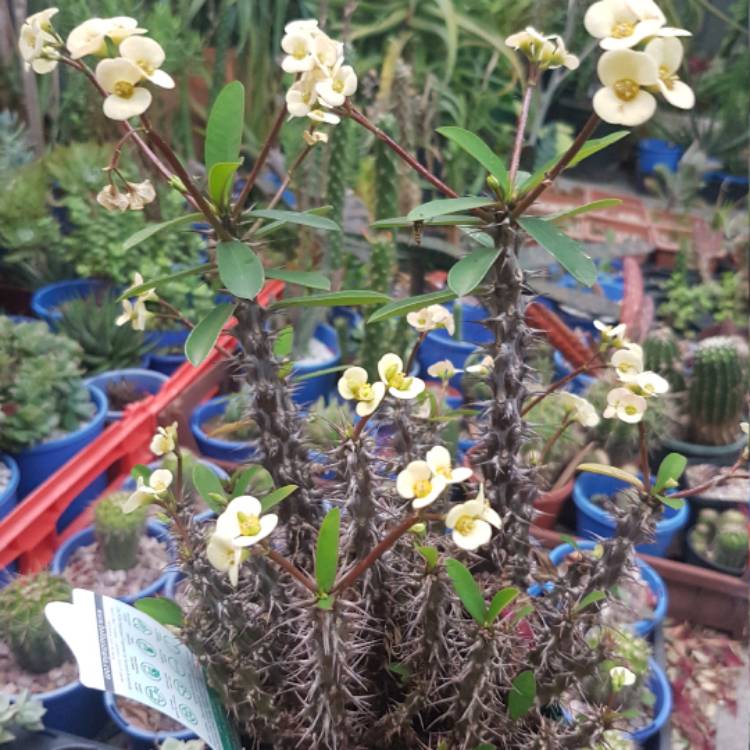 Plant image Euphorbia Milii 'Dwarf Cream'