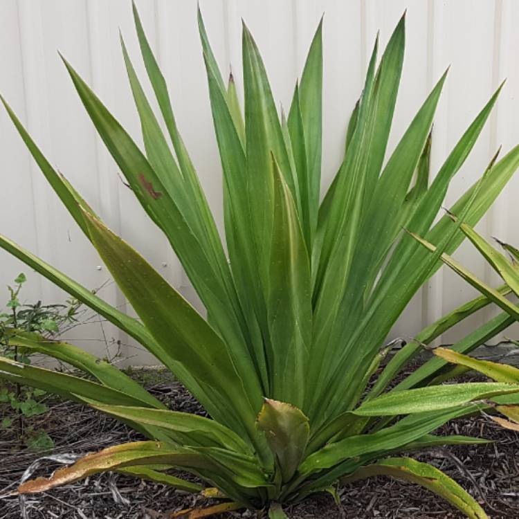 Plant image Furcraea Foetida