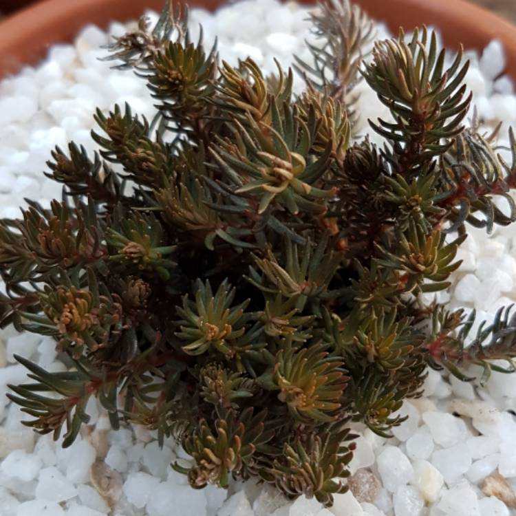 plant image 598126