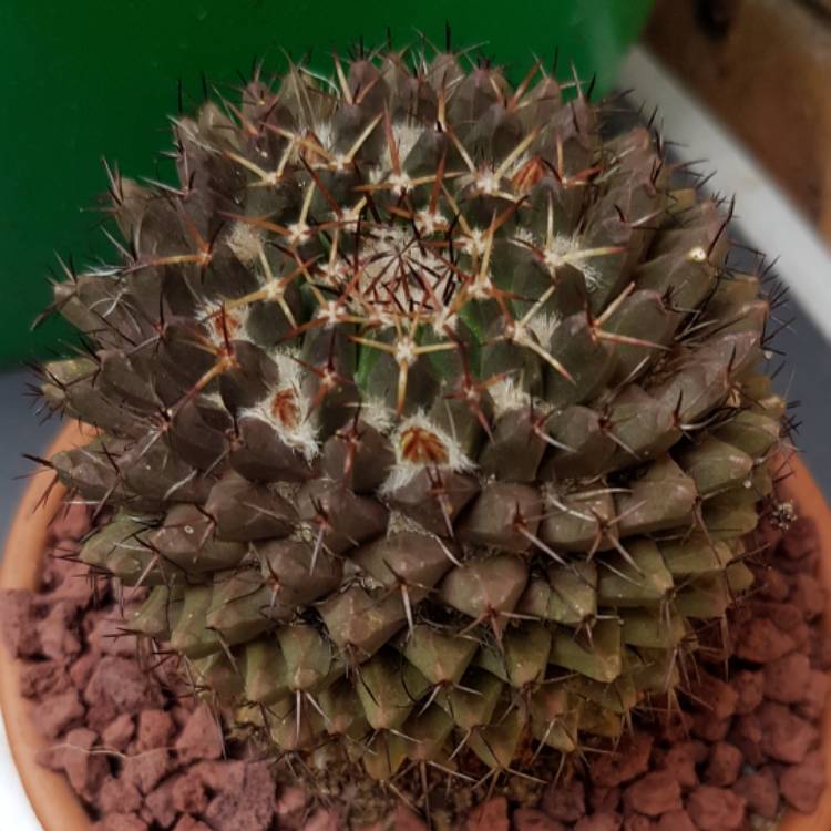 Plant image Mammillaria karwinskiana 'Nejapensis'