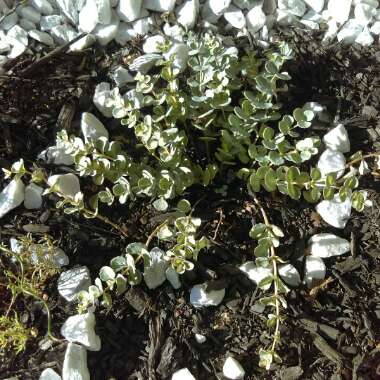 Sedum