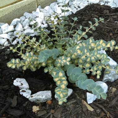 Spoon-Leaved Stonecrop 'Cape Blanco'