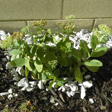 Stonecrop 'Brilliant'